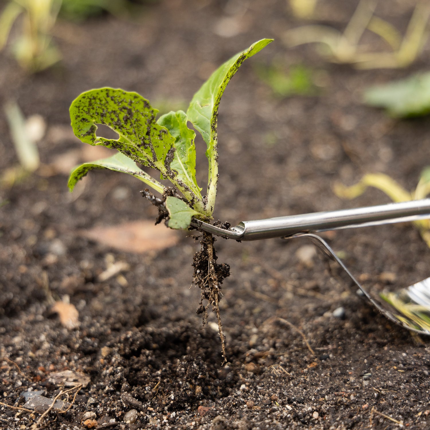 Hand Weeder