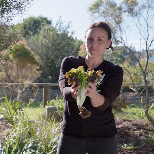 How to Grow Lettuce Mixed Leaves with Mel