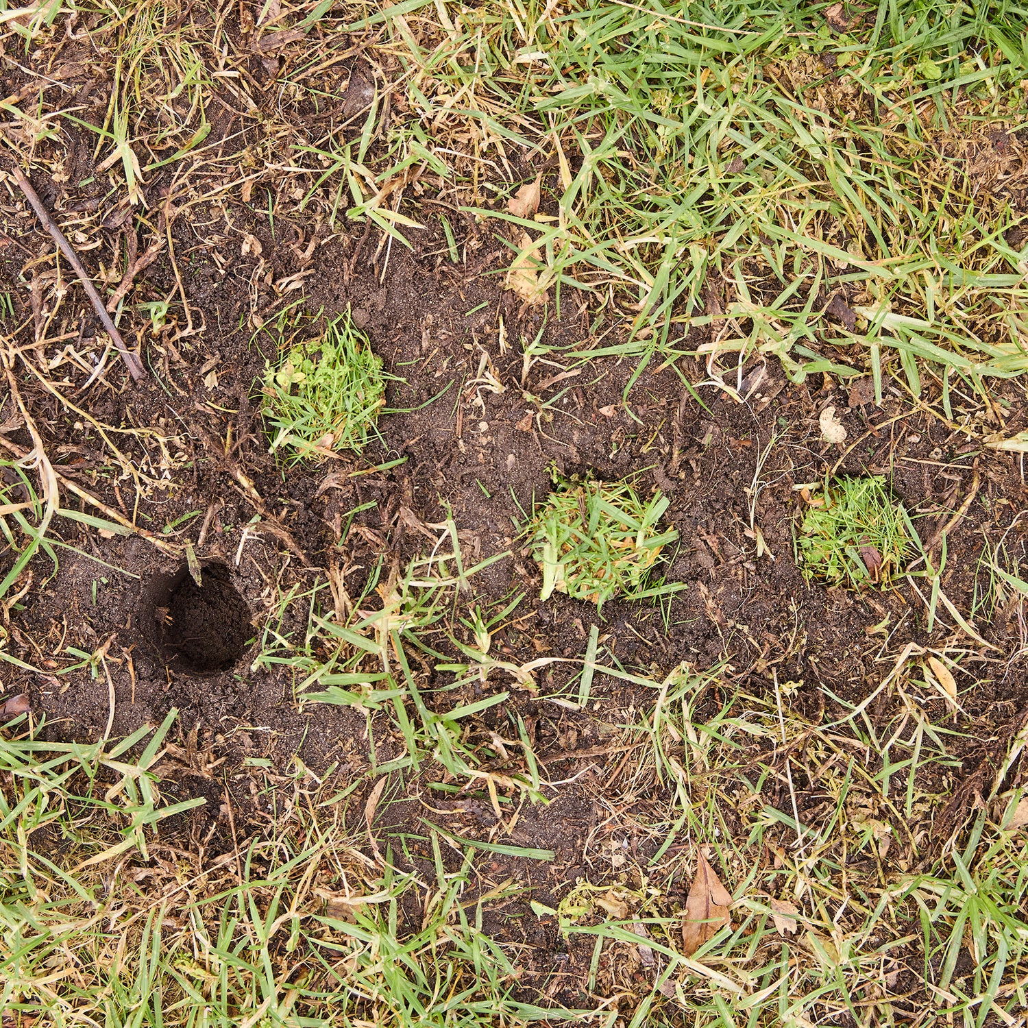 Soil & Lawn Plugger